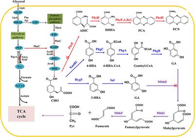 Engineering a Synthetic Pathway for Gentisate in Pseudomonas Chlororaphis P3